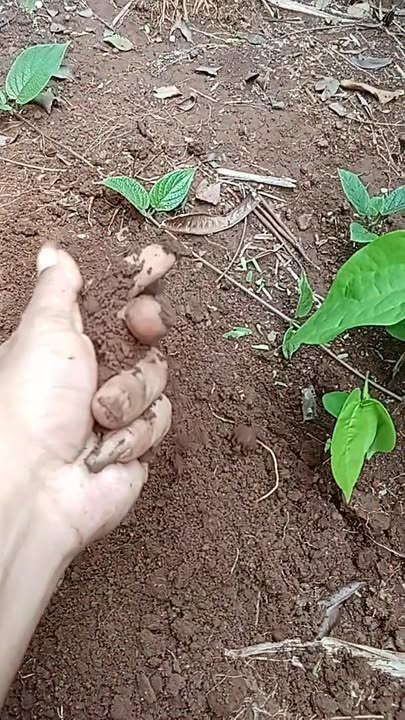 Đất rẫy 7,5ha xã HBông huyện Chư Sê Gia Lai giá chỉ 4.275 tỷ - Tiềm năng phát triển lớn!