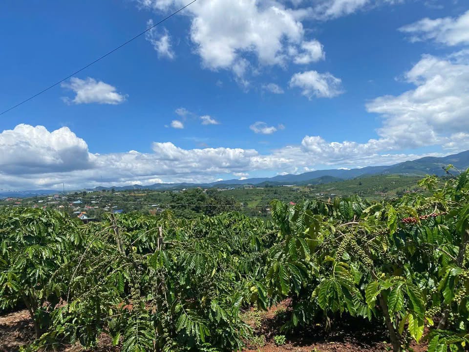 Đất phân lô Nam Ban 1440m² giá 7 tỷ - View đẹp, vị trí trung tâm!