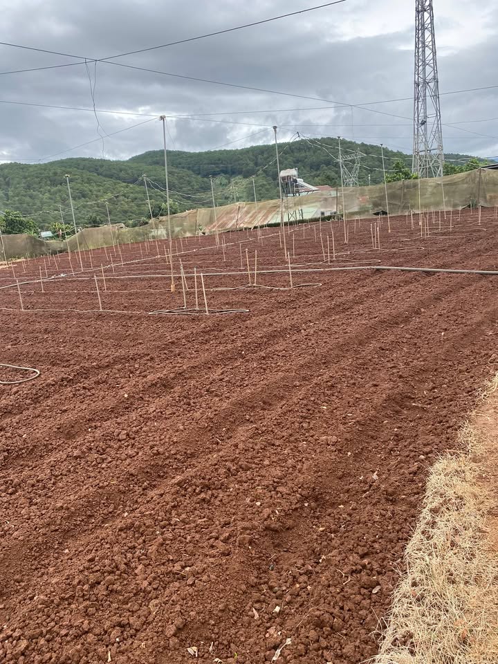 Đất sào 5.580m² thôn Suối Thông A2, Đạ Ròn, Đơn Dương - Giá chỉ 850 triệu VND!