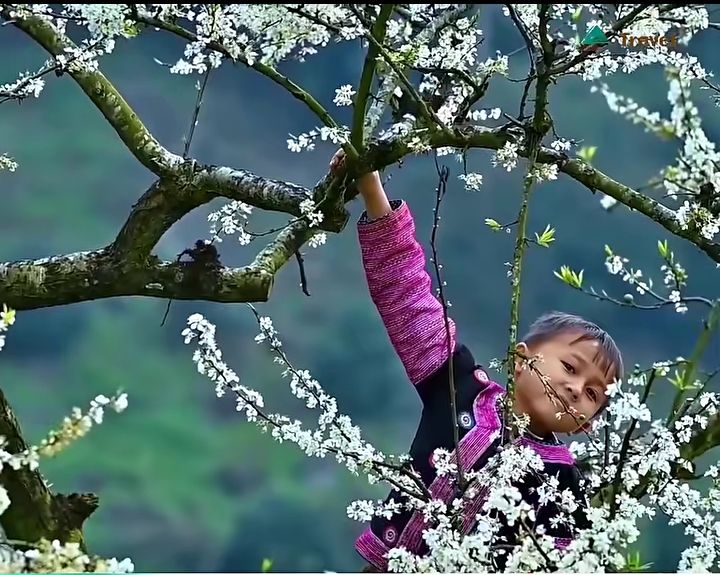 Đất vàng Mộc Châu 5.000m² - Tiềm năng đầu tư du lịch cao!