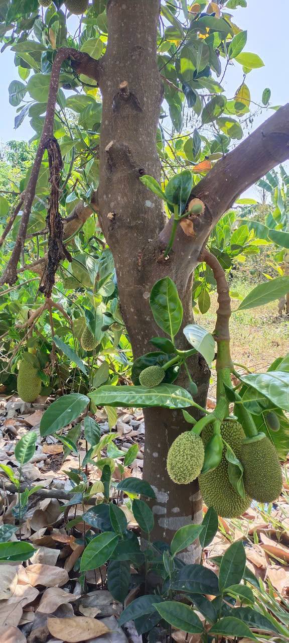 Đất vườn Xuân Trường 1200m² giá 1.1 tỷ - Đầu tư sinh lời ngay!