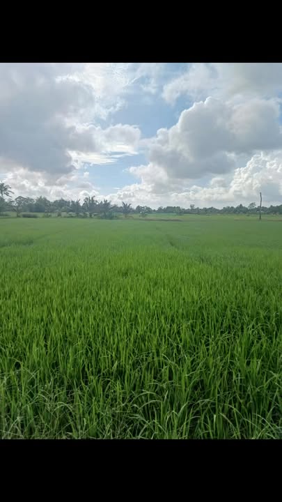 Đất lúa 5 công tại ấp Kóla, Trà Vinh - Giá chỉ 500 triệu