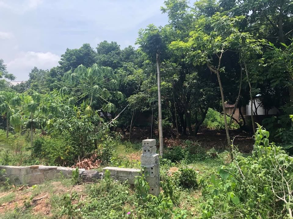 Bán đất thổ cư 700m² thôn Dộc Sau, Hướng Đạo, 700 triệu - Cơ hội đầu tư tuyệt vời!