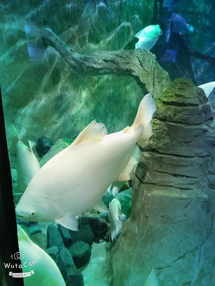 Đất nền Kim Long, Tam Dương 115m² giá chỉ 500 triệu - Đầu tư sinh lời ngay!