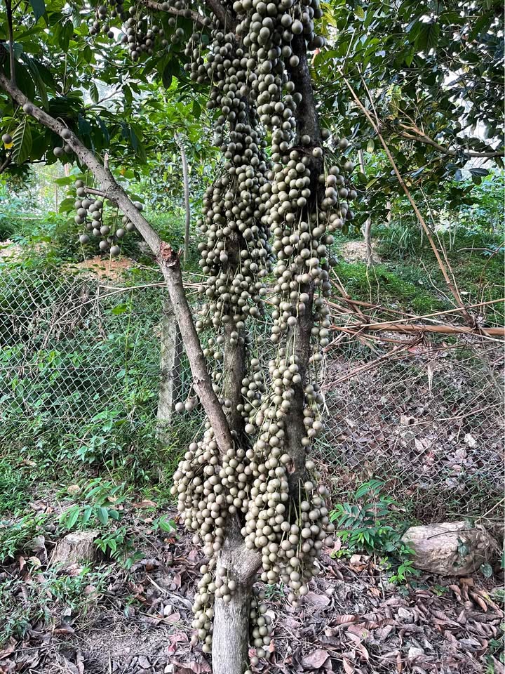 Đất dịch vụ Hợp Châu, Tam Đảo 100m² - Cơ hội đầu tư sinh lời!