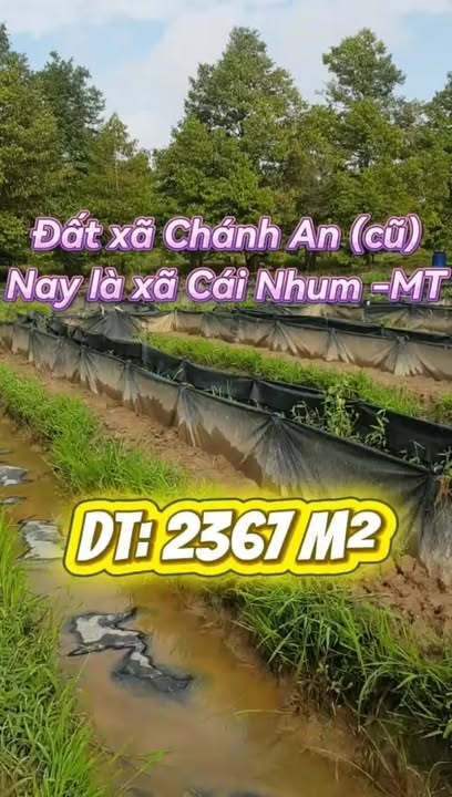 Đất mặt tiền ĐT903 Cái Nhum 2367m² giá 4.5 tỷ - Tiềm năng đầu tư sinh lời!