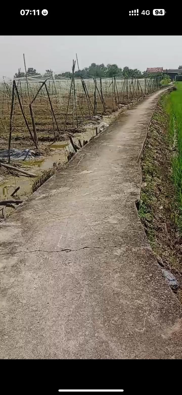 Đất nền Tân Trạch, Cần Đước, Long An 1500m² - Chính chủ bán giá tốt!