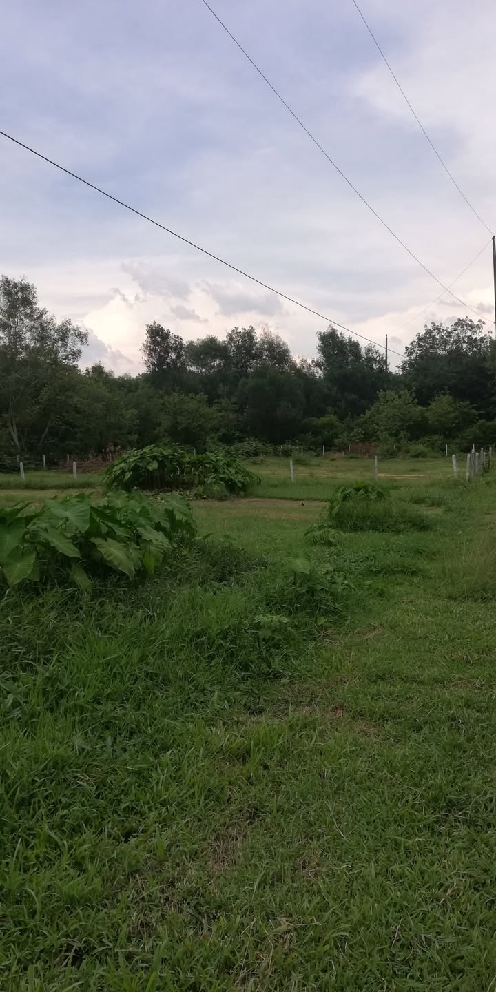 Đất thổ cư Hưng Thuận, Trảng Bàng 165m² giá 650 triệu - Chính chủ, sổ hồng riêng!