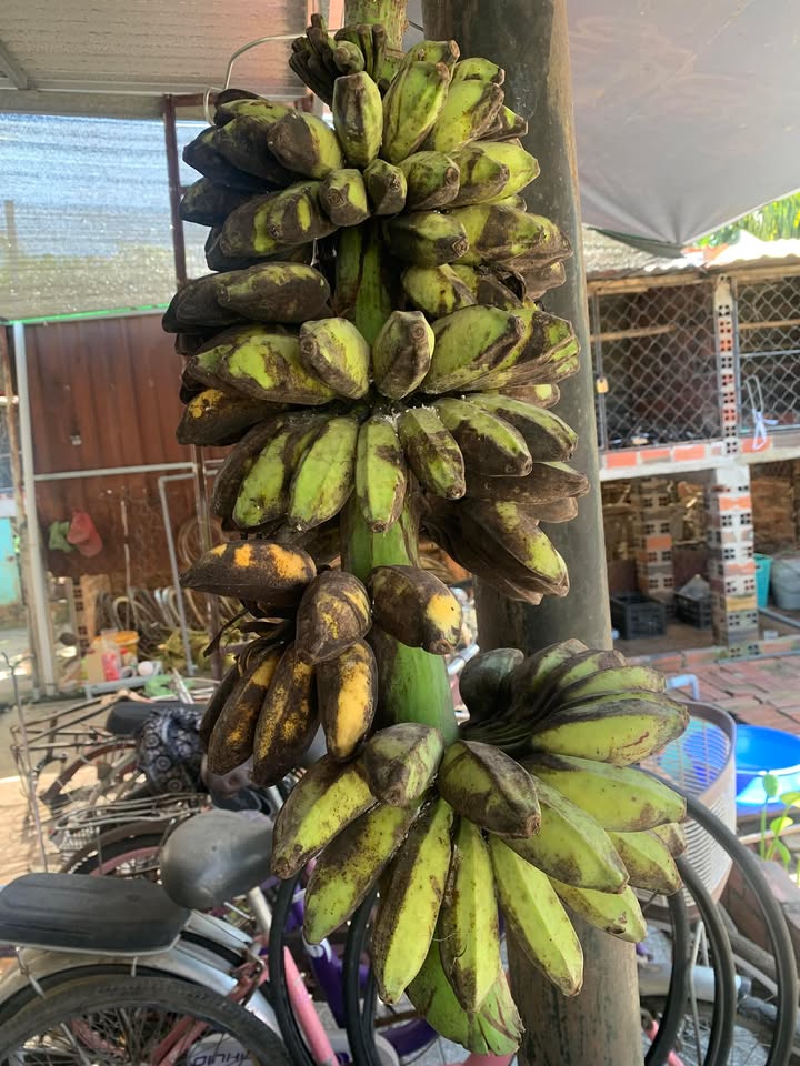 Đất thổ cư hẻm 79 CMT8 Tây Ninh 145m² - Chính chủ, giá tốt!