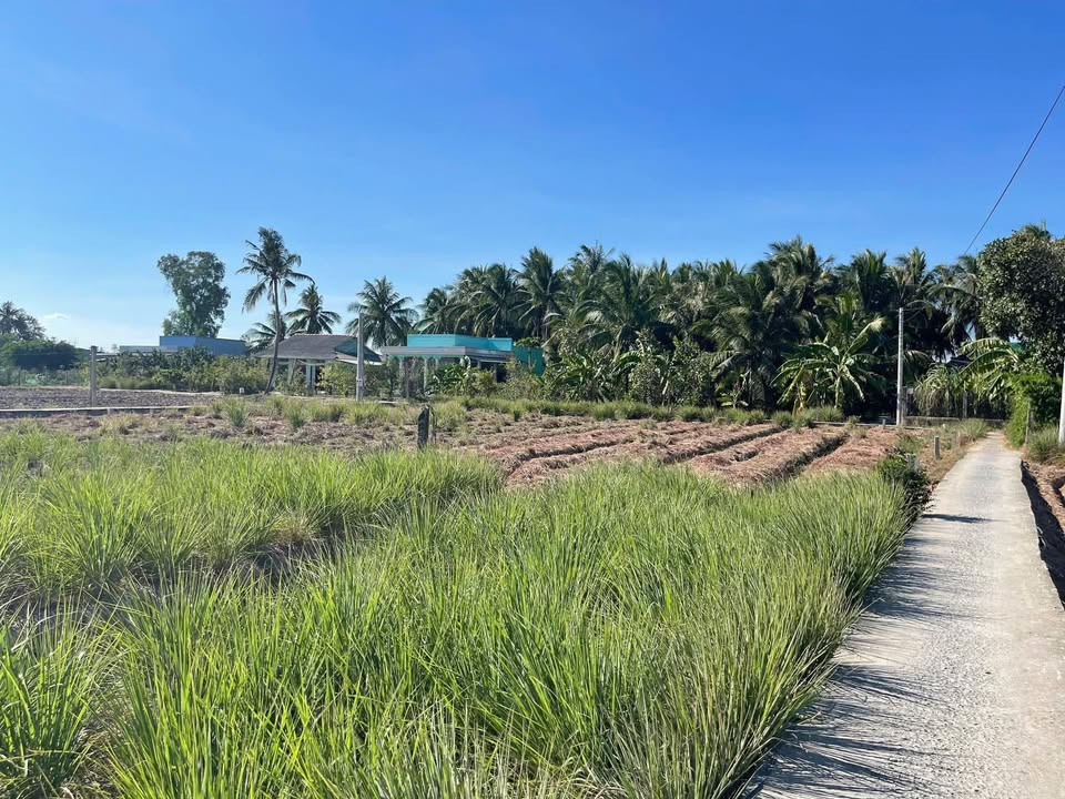 Đất nền Long Hải, Long Bình, Gò Công Tây, Tiền Giang 166m² giá chỉ 175 triệu - Cơ hội đầu tư hiếm có!