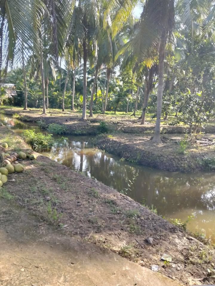 Đất vườn 2,7 công tại xã Lộc Thuận, Vĩnh Long - Giá chỉ 320 triệu