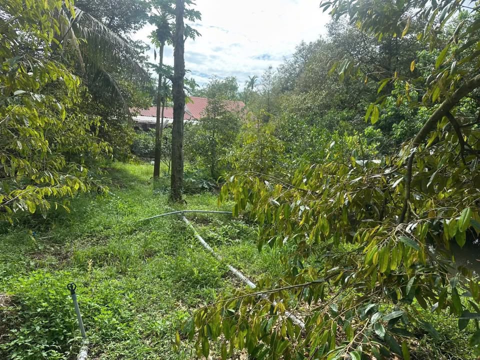 Đất nền Hòa Nghĩa - Chợ Lách 2300m² giá 1.5 tỷ - Cơ hội đầu tư tốt!