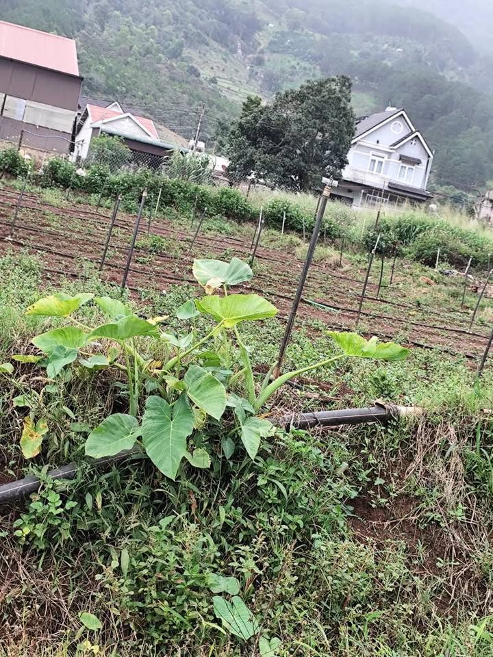 Đất thổ cư Hiệp An, Đức Trọng 14m² - Hướng Đông, giá thỏa thuận!