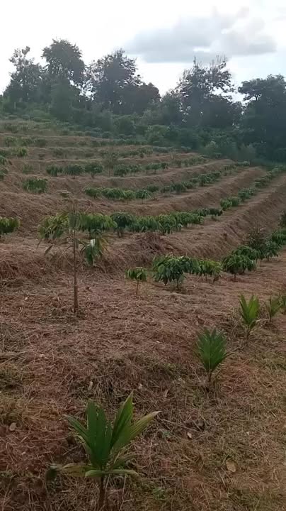 Đất nền 1.3 ha tại Ea Kiết, Cư M'gar - Sổ đỏ, giá chỉ 900 triệu!