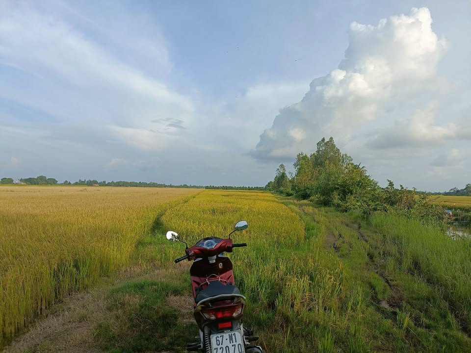 Đất nền 15.5 công xã Óc Eo, Thoại Sơn - Giá chỉ 1.86 tỷ, sổ đỏ chính chủ!