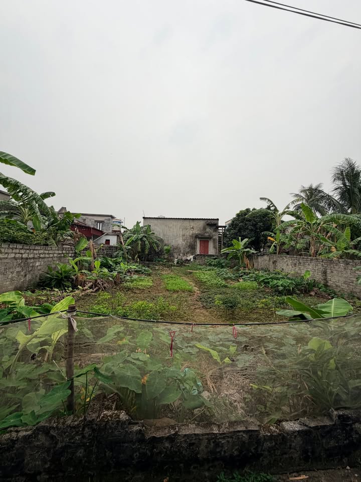 Đất thổ cư 200m² tại Quang Trung - Tứ Kỳ chỉ 800 triệu - Đầu tư sinh lời cao!