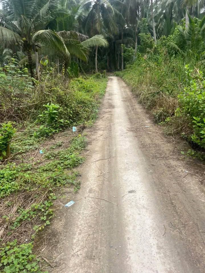 Đất thổ cư 495m² tại Châu Hưng, Vĩnh Long - Sổ đỏ chính chủ, giá chỉ 300 triệu!