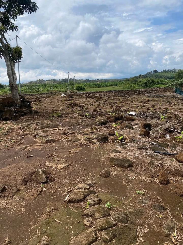 Đất thổ cư Phú Tân, Định Quán 13000m² giá chỉ 2.9 tỷ - Cơ hội đầu tư tuyệt vời!