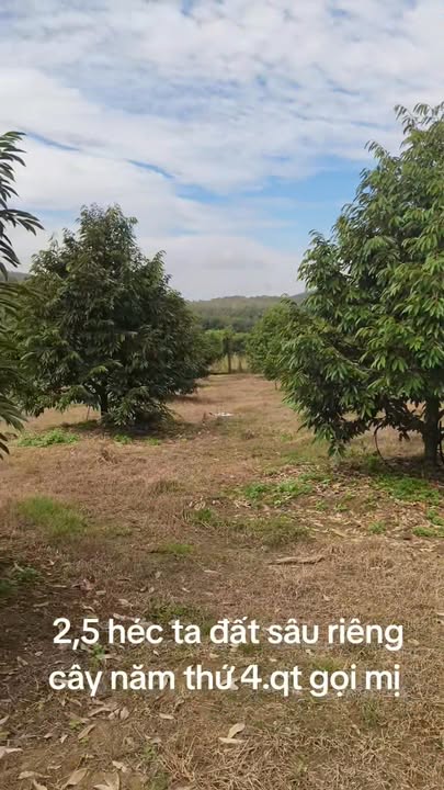 Đất Farm 2,5ha tại Thọ Sơn, Bù Đăng, Bình Phước - Giá 7,5 tỷ - Đầu tư sinh lời!