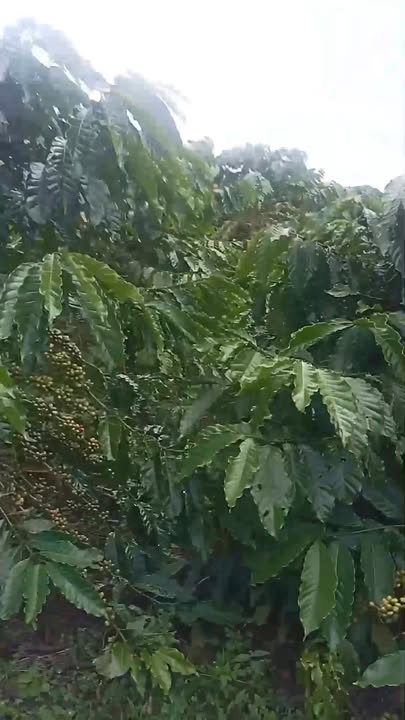 Đất nền B'Lá Bảo Lâm 4000m² giá 2 tỷ - Cơ hội đầu tư sinh lời cao!