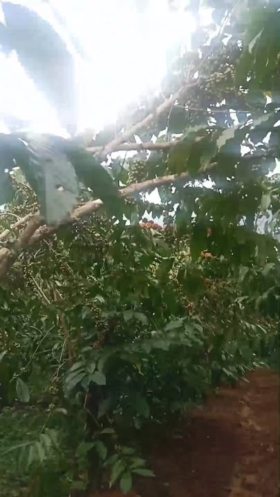 Đất Lài nhẹ 8000m² tại B'Lá - Sổ đỏ chính chủ, giá 1.62 tỷ - Thương lượng hấp dẫn!