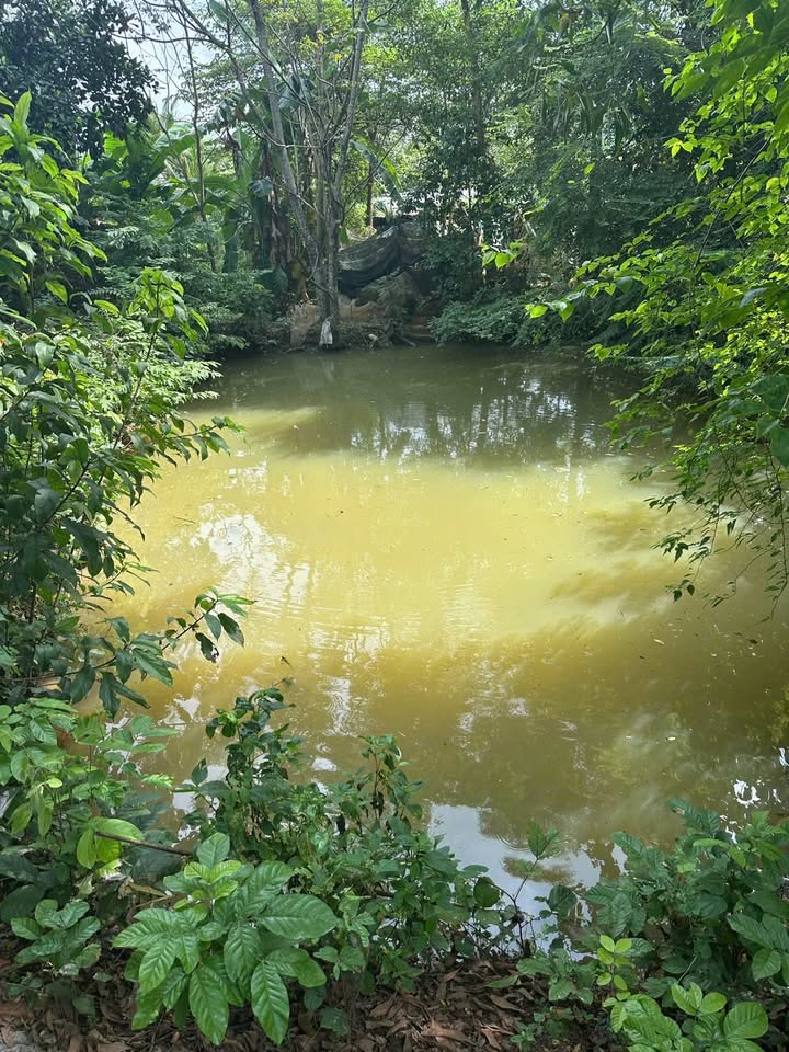 Cho thuê vườn 7 sào tại Long Phước, Long Thành - Phù hợp cho ươm trồng!