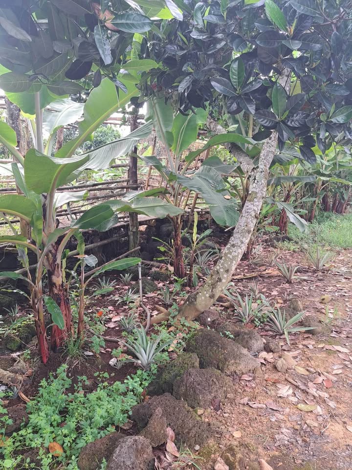 Đất nông nghiệp tại xã Tân Phú 18,000m² - Cho thuê làm vườn trồng cây