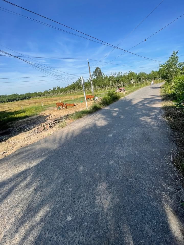 Đất thổ cư 93m² tại Ấp Thạnh Hoà, Tân Biên - Giá chỉ 1.65 tỷ, thương lượng tốt!