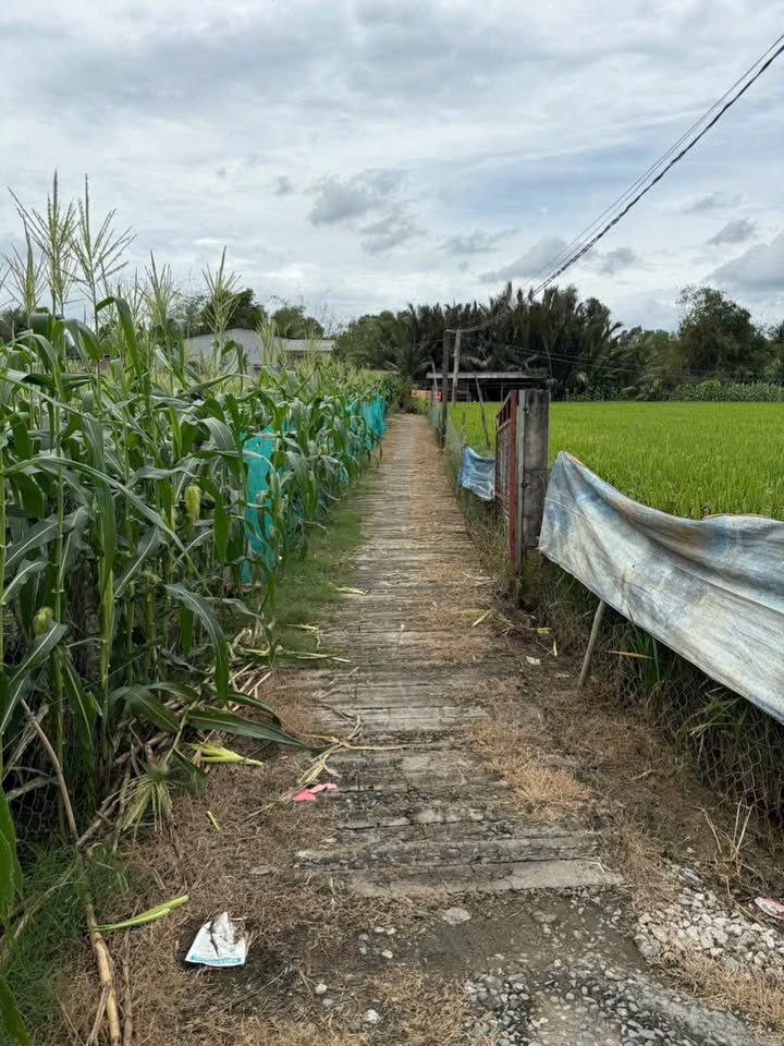 Đất lúa 1.700m² tại Bình Trinh Đông, Tân Trụ - Giá chỉ 400 triệu!