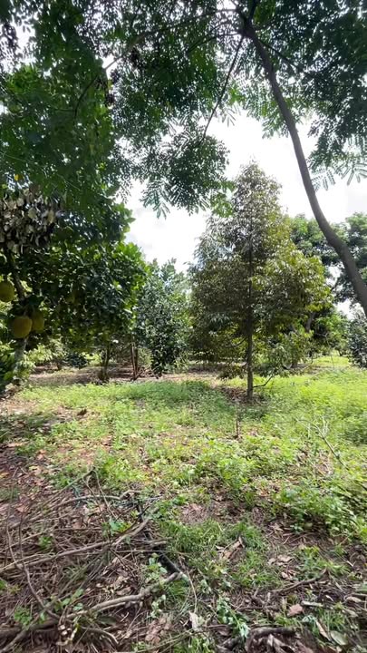 Đất Bảo Vinh Long Khánh 1155m² giá 1.7 tỷ - Sổ đỏ chính chủ, pháp lý rõ ràng!