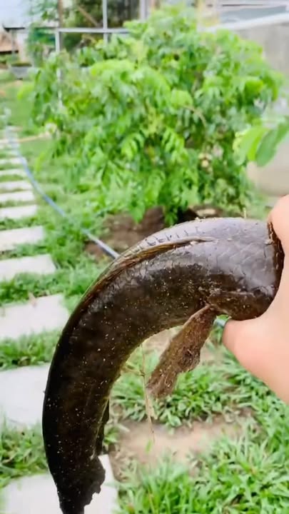 Đất Thổ Cư Đường Phạm Thị Cầm, Cần Giuộc 120m² giá chỉ 1.13 tỷ - Sổ hồng chính chủ!