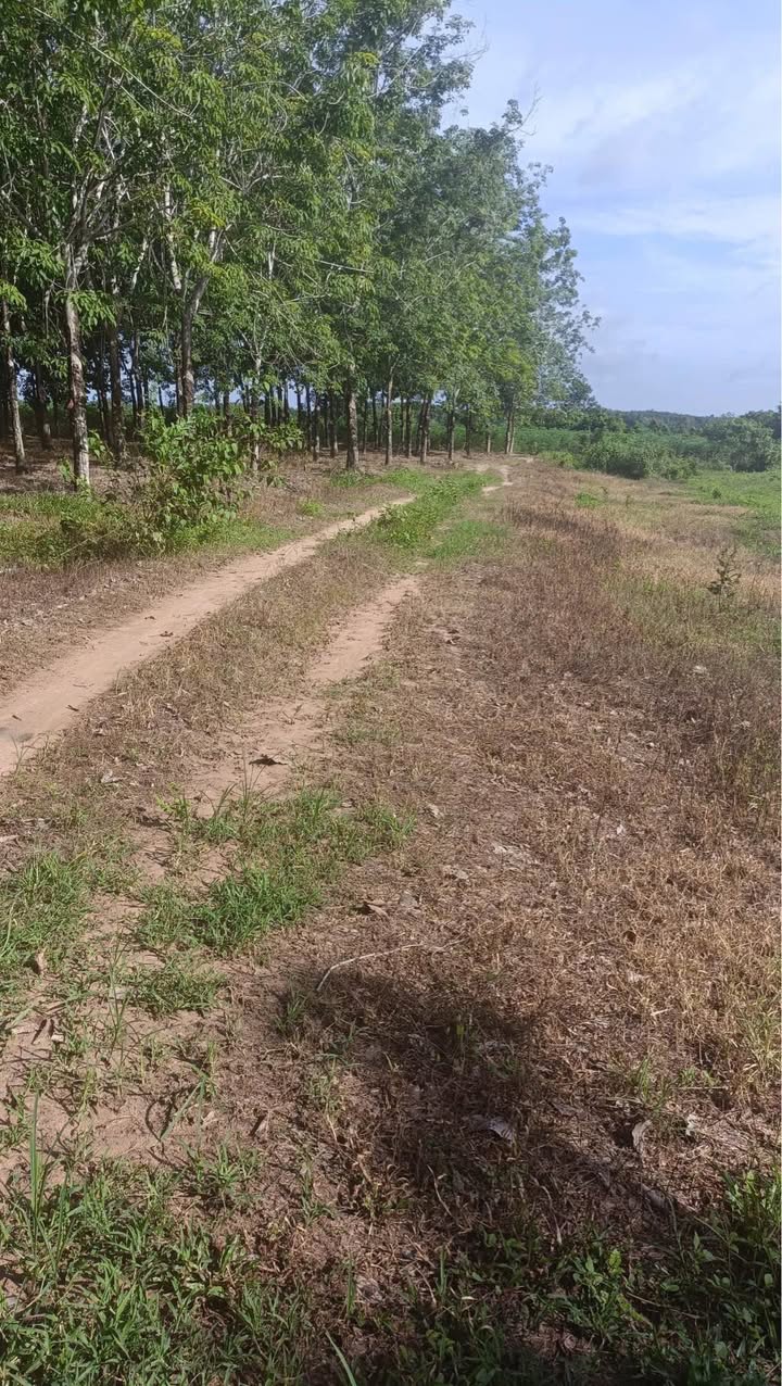 Đất vườn 2000m² ấp Bình Lợi, Tây Ninh - Giá chỉ 670 triệu, cơ hội tuyệt vời cho nhà vườn!