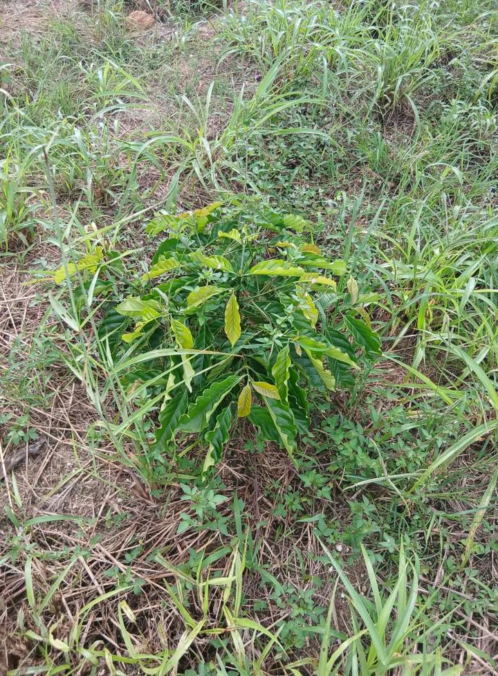 Đất nền Đan Phượng 11.558m² giá 2,4 tỷ - Đầu tư sinh lời ngay!