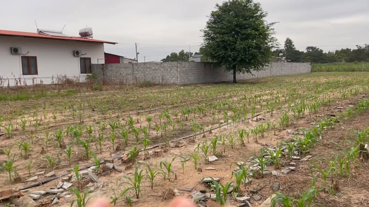 Lô đất vàng khu phố 4, phường Hắc Dịch, 600m² chỉ 3.3 tỷ - Cơ hội đầu tư hiếm có!