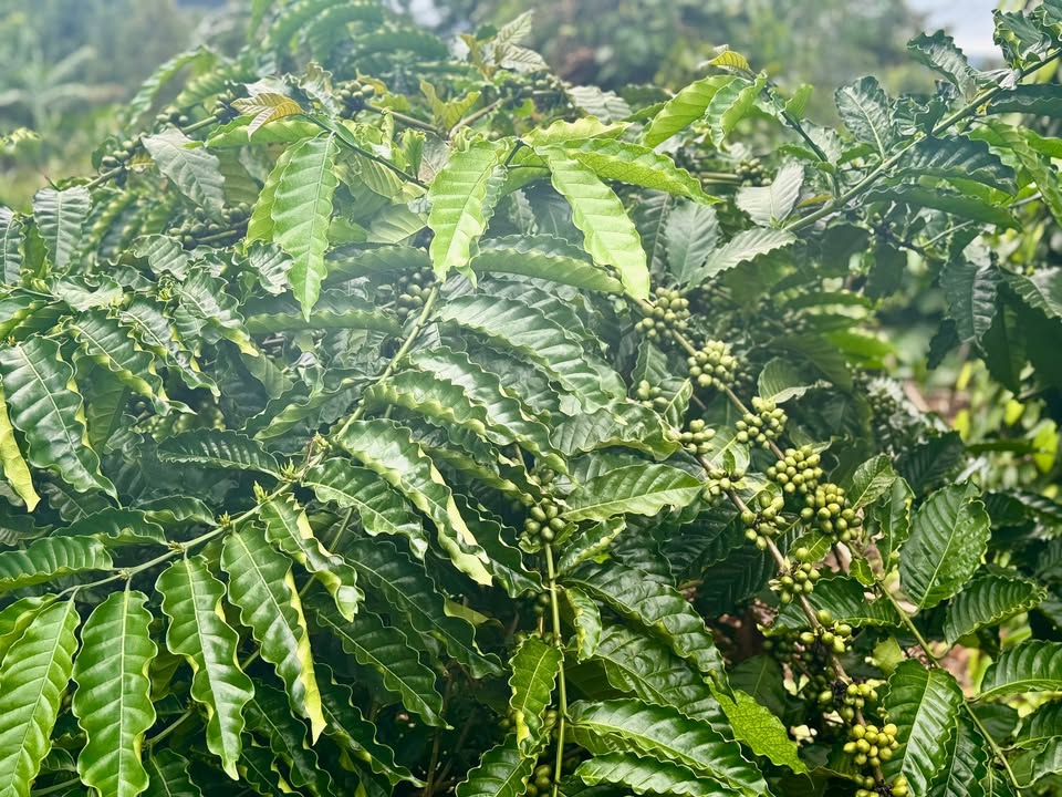 Đất nền Đắk N'Drót 6000m² giá 2.5 tỷ - Vị trí dân cư đông đúc!