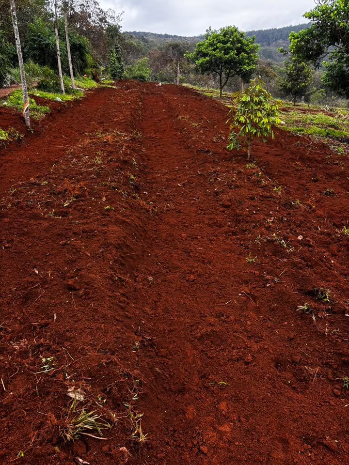 Đất Farm 2.5ha tại Hưng Bình, Đắk R'Lấp giá 3.3 tỷ - Đầu tư sinh lời ngay!