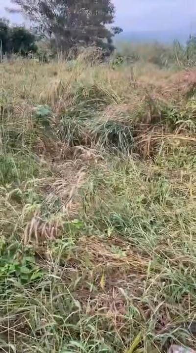 Đất Farm 2ha4 tại Ea Ral, Đắk Lắk giá 3.1 tỷ - Cơ hội đầu tư tuyệt vời!