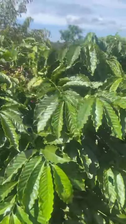 Farm Ea Tir 8000m² giá 1 tỷ - Đầu tư sinh lời với vườn cây trái phong phú!