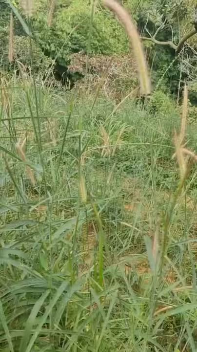 Đất Farm Đắk Sôr, Krông Nô 3ha giá 750 triệu - Cơ hội đầu tư hấp dẫn!