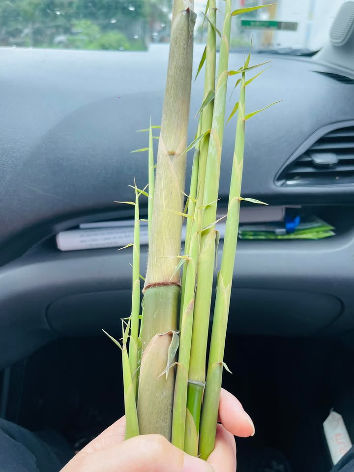 Đất nền An Thắng, An Lão 80m² giá 800 triệu - Đầu tư sinh lời ngay!