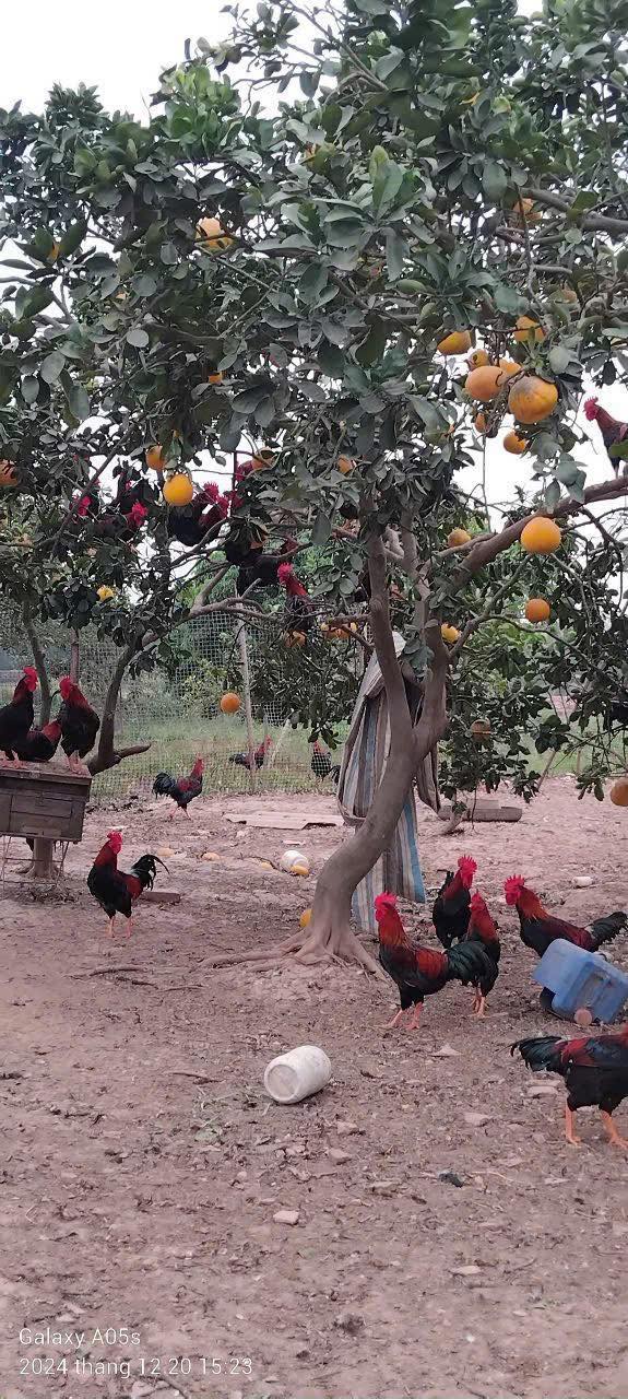 Đất trồng cây Chương Dương Thường Tín 500m² giá 2.1 tỷ - Cơ hội vàng cho nhà đầu tư!