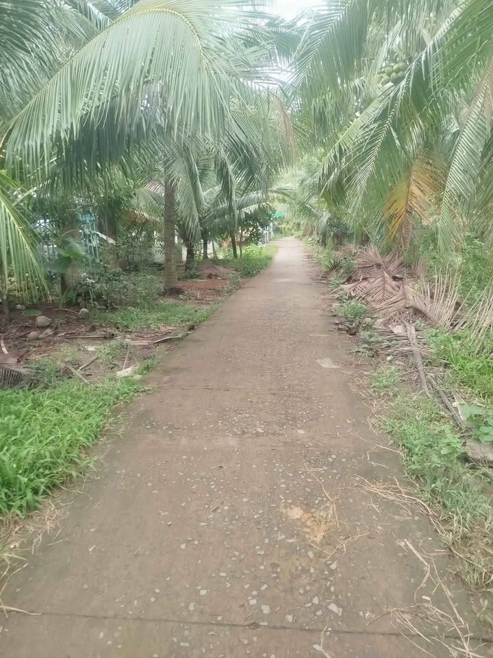 Đất trồng dừa 1000m² xã Lương Hòa giá 160 triệu - Đầu tư sinh lời hấp dẫn!