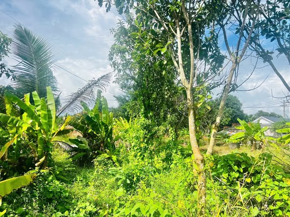 Đất nền Phước Thuận, Xuyên Mộc 341m² chỉ 1 tỷ - Cơ hội đầu tư tuyệt vời!