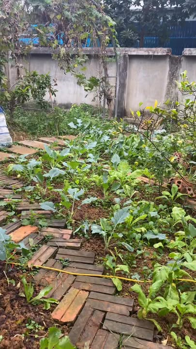 Đất xây dựng nhà vườn 500m² tại phường Quyết Tâm, Sơn La - Sổ đỏ chính chủ!