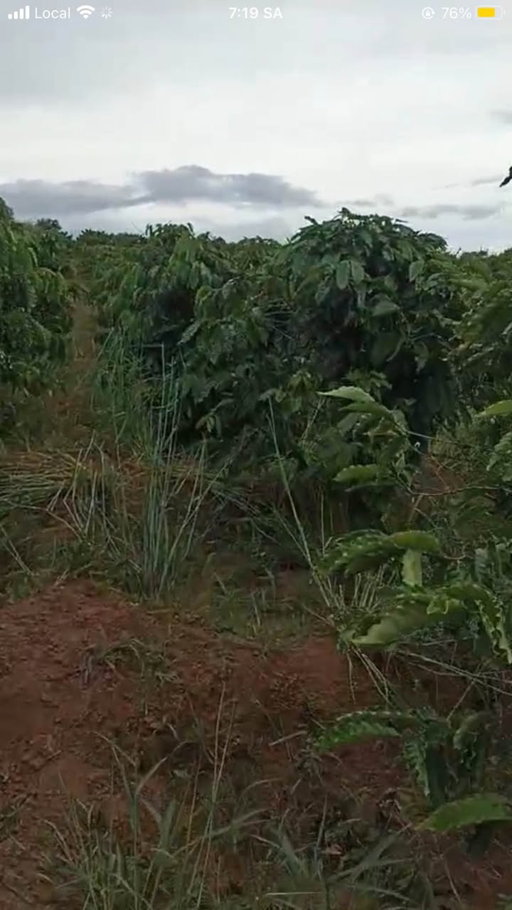 Đất nền xã Ia Phí, huyện Chư Păh 600m² giá 590 triệu - Tiềm năng sinh lời cao!