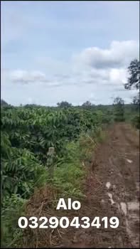 Đất nền Ia Yok 250m² giá 1.8 tỷ - Kinh doanh cafe lý tưởng!