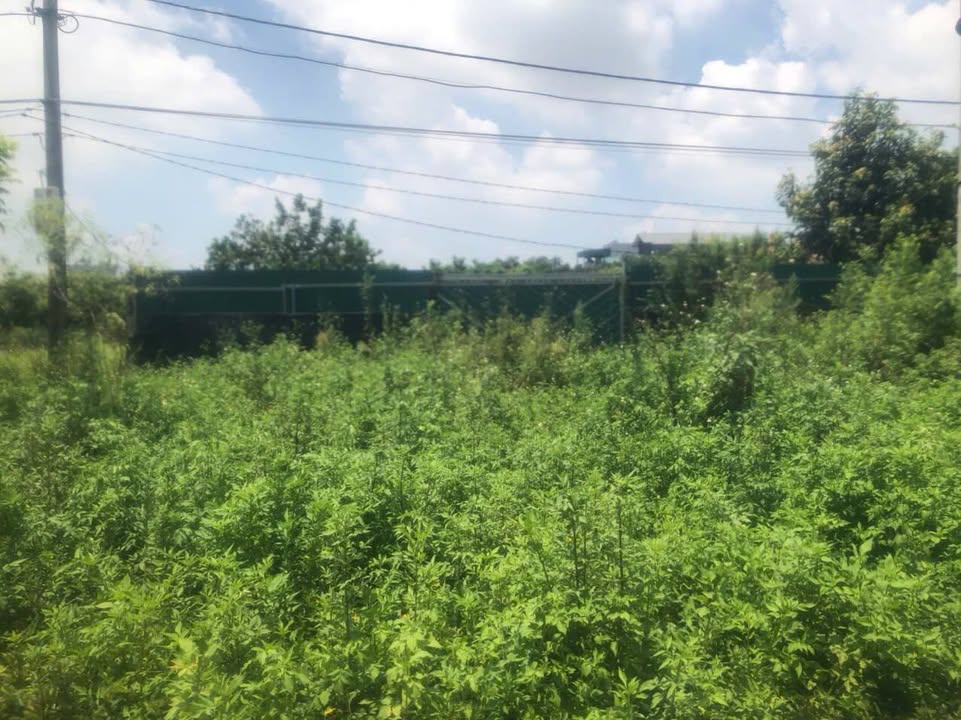 Đất nền thôn Đại Lan, xã Nam Phù 1170m² giá 11 tỷ - Đầu tư sinh lời ngay!