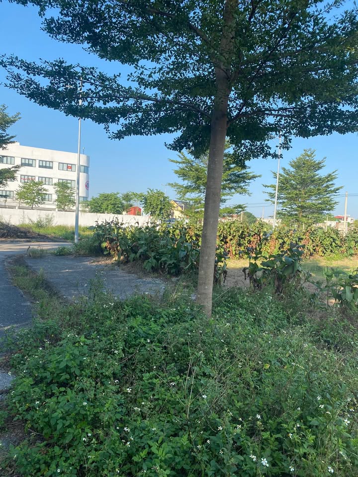 Đất nền Liêm Chính Phủ Lý 84m² - Cơ hội đầu tư hấp dẫn!