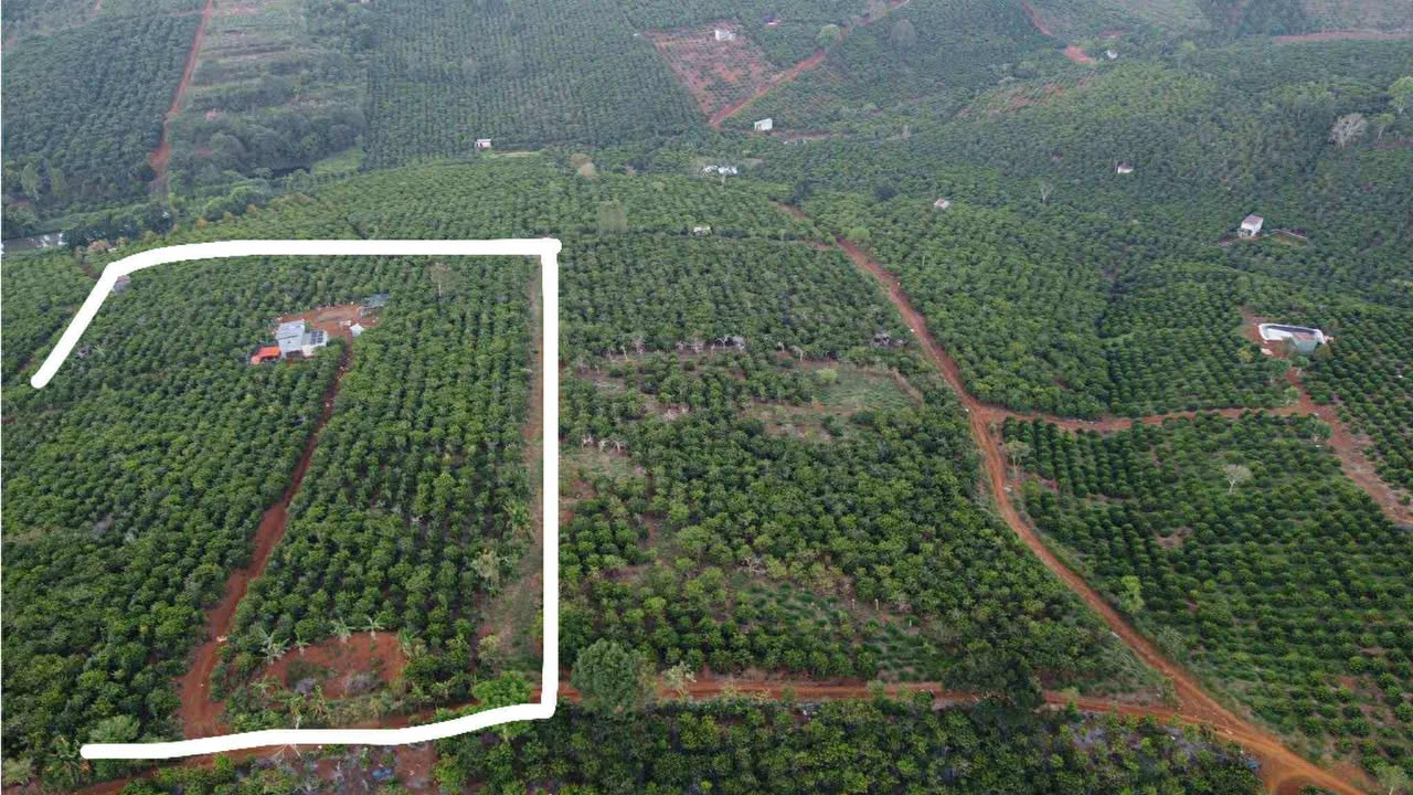 Đất Farm 2ha thôn 6 Tân Châu, Di Linh - Giá chỉ 6.3 tỷ - Cơ hội đầu tư tuyệt vời!