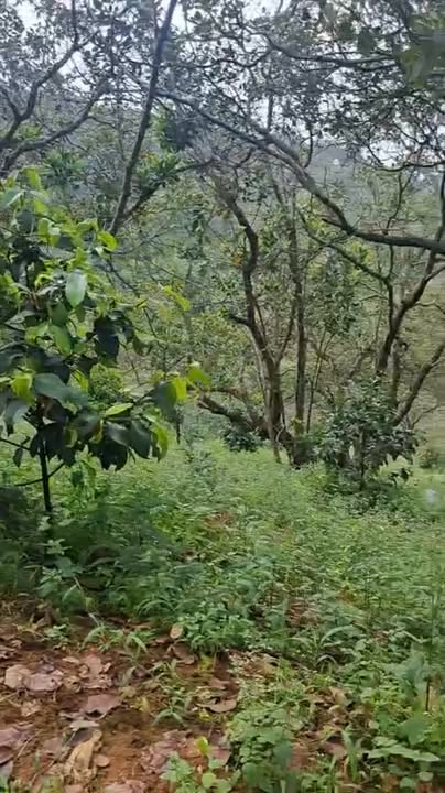 Đất Farm 1.5ha tại Đồng Nai, giá chỉ 1 tỷ - Cơ hội đầu tư tuyệt vời!